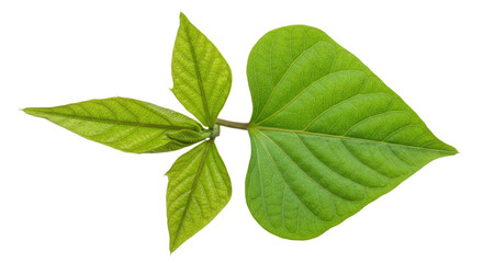 Fototapeta premium Closeup vibrant green leaf plant sprig.