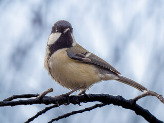 Naklejka premium 枝にとまるシジュウカラ