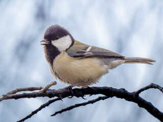 枝にとまるシジュウカラ