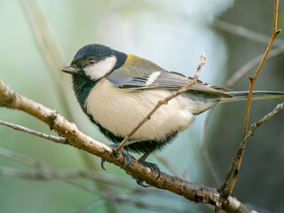 枝にとまるシジュウカラ