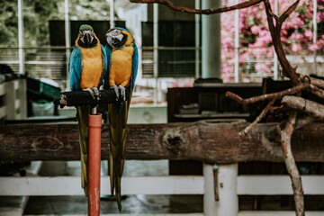 Two Blue-and-Yellow Macaws Perched in Aviary © Gids Stories