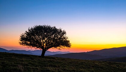 Obraz premium Silhouette tree against gradient sky