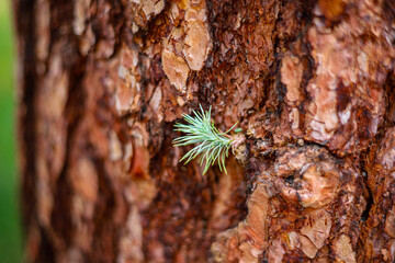 close up of pine tree