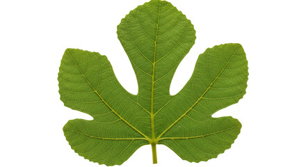 Fototapeta premium Detailed Closeup of a Single Fig Leaf.