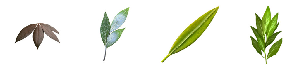 Naklejka premium Four distinct leaves with varied shapes and textures on a transparent, cut out