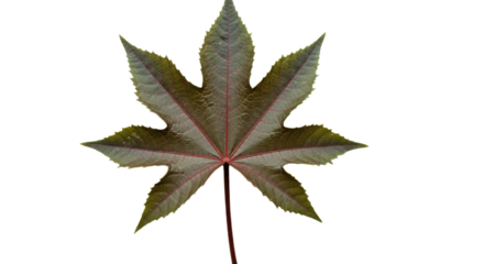 Detailed Closeup of a Single Palmate Leaf.