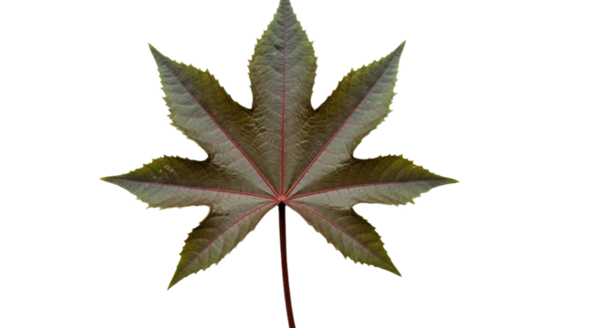 Detailed Closeup of a Single Palmate Leaf.