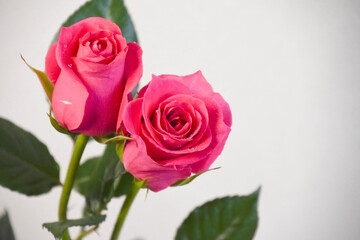 Obraz premium ピンクのばら
