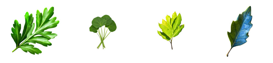 Obraz premium Four diverse foliage types and leaf shapes on transparent, cut out