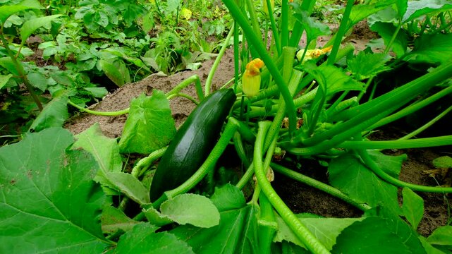 Close up shot of zucchini fruit being harvested from plant while growing veggies in sand rich soil