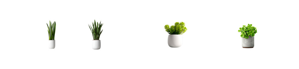 Potted snake plants and succulents on transparent background, cut out