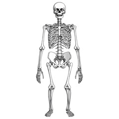 skull, halloween, festival, vector, transparent background, skeleton, medical, anatomy, bones, bone, body, human, biology, anatomical, dead, death, skeletal, healthcare, scary, horror