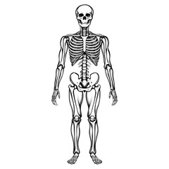 skull, halloween, festival, vector, transparent background, skeleton, medical, anatomy, bones, bone, body, human, biology, anatomical, dead, death, skeletal, healthcare, scary, horror