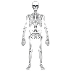 skull, halloween, festival, vector, transparent background, skeleton, medical, anatomy, bones, bone, body, human, biology, anatomical, dead, death, skeletal, healthcare, scary, horror