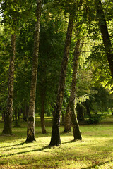 park nature landscape summer evening	