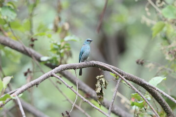The verditer flycatcher (Eumyias thalassinus) is an Old World flycatcher. This photo was taken in Northwest India (E. t. thalassinus).