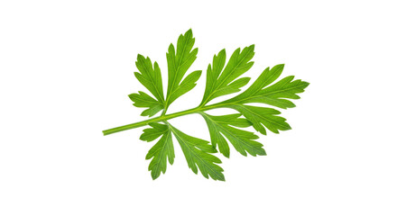 Fresh Parsley Sprig Close Up.