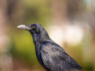 カラスのアップ