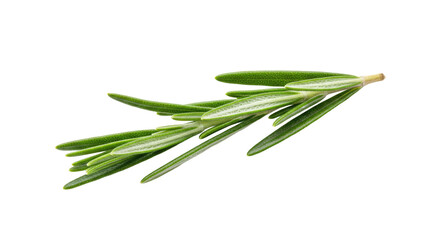 Fototapeta premium Fresh Rosemary Sprig Isolated on White Background.
