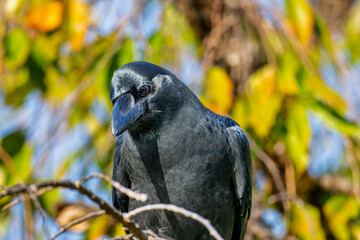 枝にとまるカラス