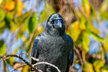 枝にとまるカラス