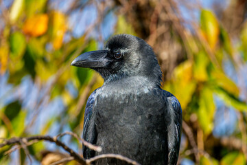 枝にとまるカラス