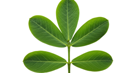 Green leaf with five leaflets plant detail 1.