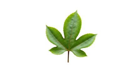 Obraz premium Green leaf with five lobes detailed view.