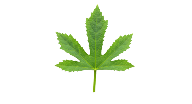 Green leaf with serrated edges and palmate lobes.