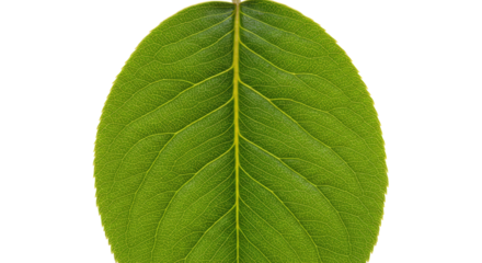 Guava leaf vibrant green detailed venation.