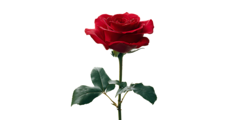 A vibrant red rose isolated on black, symbolizing love and romance.