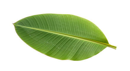 Fototapeta premium Large vibrant green banana leaf isolated.