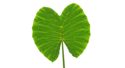 Obraz premium Large vibrant green leaf isolated on white 1.