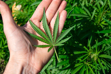 Cannabis leaf in the palm of a man's hand