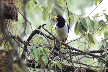 Fototapeta premium The yellow-billed blue-magpie or gold-billed magpie (Urocissa flavirostris), is a passerine bird in the family Corvidae, along with crows and jays. This photo was taken in North India.