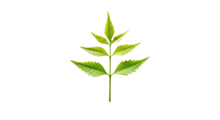 Neem leaf detailed close up view vibrant green.