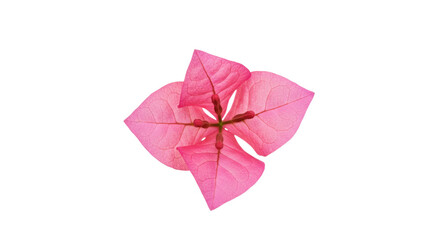 Obraz premium Pink bougainvillea flower blossom closeup view 1.