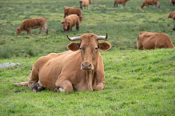 Tranquil gaze of a cow in an open field