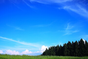 夏の高原に広がる青空と白い雲