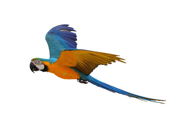 Colorful flying Blue and Gold Macaw parrot isolated on transparent background png file	