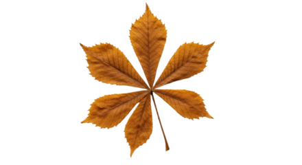 Single autumn leaf brown seven leaflets detail.