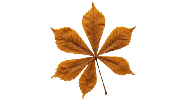 Single autumn leaf brown seven leaflets detail.