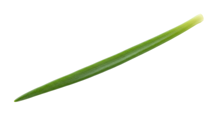 Single blade of vibrant green grass isolated 1.