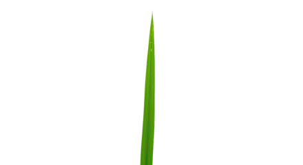 Single blade of vibrant green grass isolated.