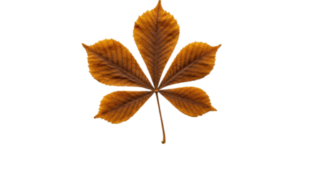Single brown autumn leaf isolated on white.
