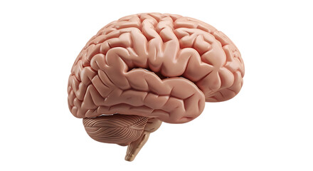 Human brain anatomy detailed isolated on a transparent background