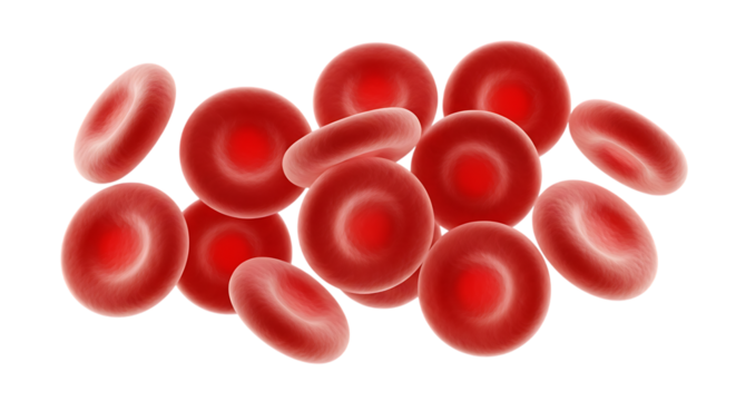 Red blood cells microscopic view isolated on a transparent background