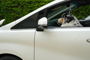 Australian Shepherd cute face look from closeup view.
