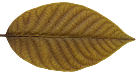 Single brown leaf with prominent veins.