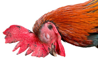 Close-up of rooster head with vibrant red comb and closed eye, isolated on white background. Strong detail and emotion, perfect for farming, livestock, animal health, culture, and rural life concepts. © Arlina Elsiska